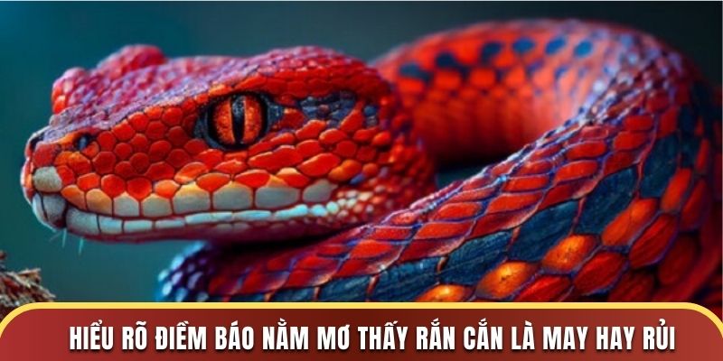 Hiểu rõ điềm báo nằm mơ thấy rắn cắn là may hay rủi Hiểu rõ điềm báo nằm mơ thấy rắn cắn là may hay rủi