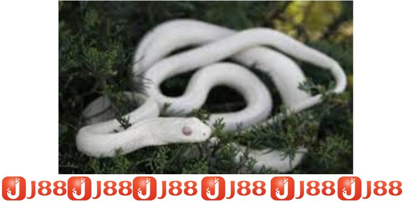 Nằm mơ thấy rắn thấy rắn trắng Nằm mơ thấy rắn thấy rắn trắng