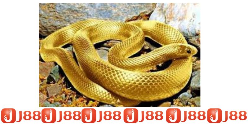 Nằm mơ thấy rắn thấy rắn vàng Nằm mơ thấy rắn thấy rắn vàng