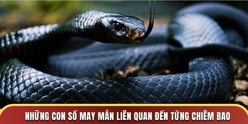 Những con số may mắn liên quan đến từng chiêm bao Những con số may mắn liên quan đến từng chiêm bao